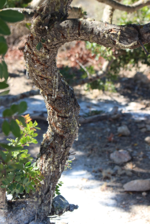 Pistácia mastixová na ostrove Chios koncom leta so „škrabancami“, z ktorých kvapká živica