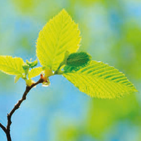 比色皿 Excellence O Optical Glass 50 mm